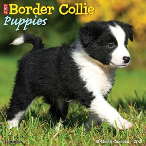 Willow Creek Press - Just Border Collie Puppies 2021 Calendar - Preis vom 18.09.2025 05:07:49 h Image