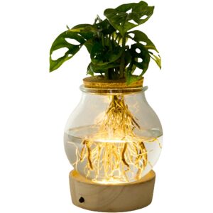 Tchibo - Wasserpflanze im Glas mit LED »Monstera« - grün grün Nonfood https://www.eduscho.at/products/174637955355/wasserpflanze-im-glas-mit-led?article_id=104013172626 Image