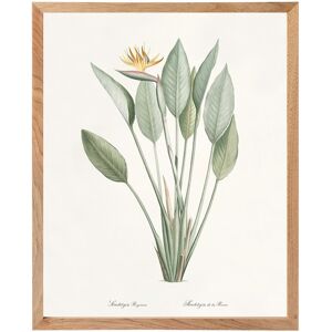 - Lámina Ave del Paraíso The Dybahl + Marco Thor El Corte Inglés. Natural Image