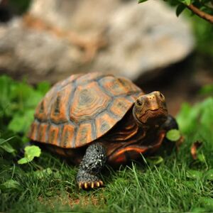 Aucun Ornements en résine de tortue animale simulée, jardin extérieur, villa, cour, piscine, poisson, décoration précieuse, mise en page, modèle Image