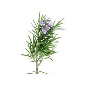 Antica Farmacia Orlandi Rosmarino Foglie Monde Intere 100 Gr Image