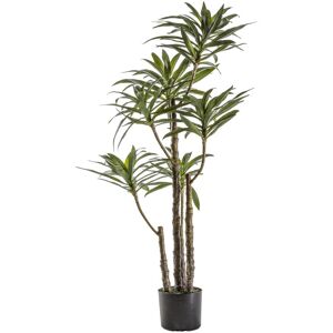 The Seasonal Aisle 107.4Cm Artificial Yucca Tree in Pot 122cm H X 71cm W X 71cm D Image