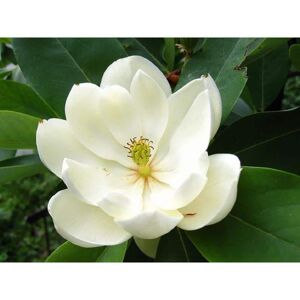 BELL NURSERY 3 Gal. Sweet Bay Magnolia (Magnolia Virginiana), Live Flowering Tree Shrub, Cream-White Flowers Image